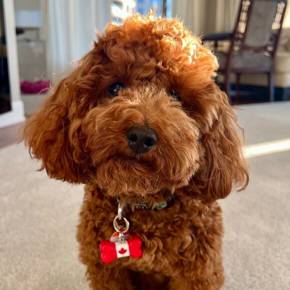 NEW CUSTOM HANDMADE "CLIP & GO" Resin Art DOG CHARMS - Picture 2 of 11